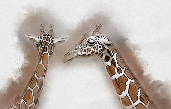 Illustration Dessin Art Girafe — Photo