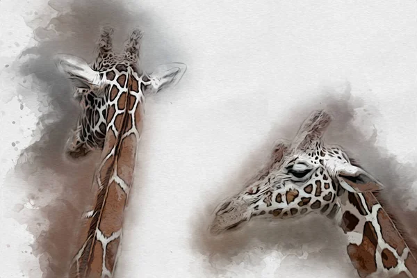 Drawing art drawing illustration of giraffe