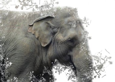 Fil sanatı illüstrasyonu eski moda.