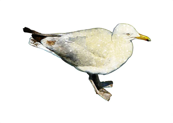 Atlantycki Biały Ptak Latać Niebie Mewa Plażowa Ptaki Morskie Mewa — Zdjęcie stockowe
