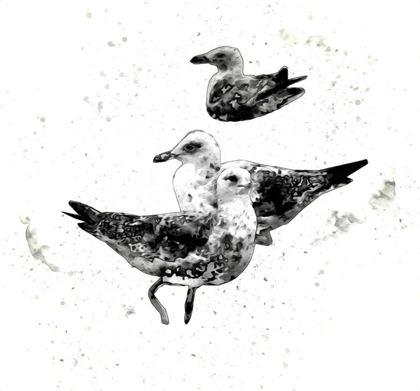 Aves Marinhas Brancas Atlântico Voam Céu Gaivota Praia Aves Marinhas — Fotografia de Stock