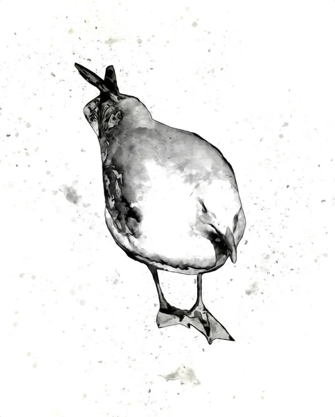 Atlantens Vita Sjöfågel Flyger Mot Himlen Strandmås Sjöfåglar Mås Tecknad — Stockfoto