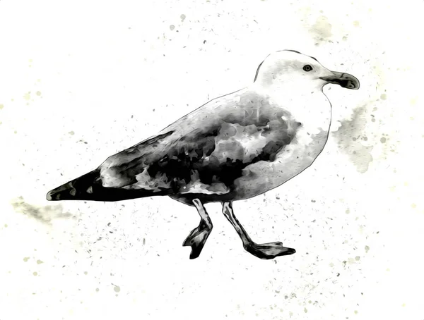 大西洋白海鸟在天空中飞翔 海滩海鸥 海鸥卡通画 — 图库照片