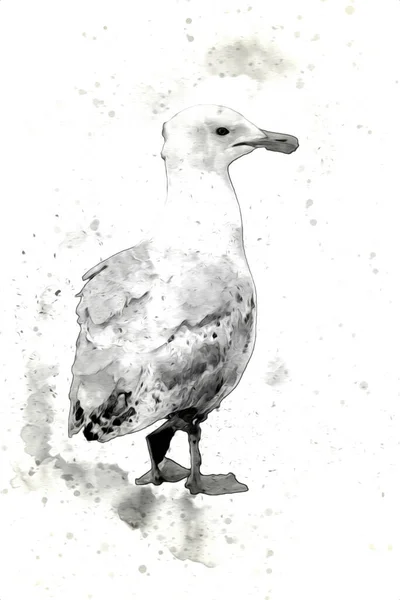 Les Oiseaux Mer Blancs Atlantique Volent Vers Ciel Mouette Plage — Photo