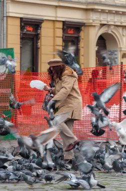 Timisoara, Romanya - 20 Ocak 2014: kadın ekmek kırıntısı sokaktaki güvercinler için besleme.
