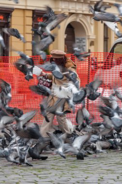 Timisoara, Romanya - 20 Ocak 2014: kadın ekmek kırıntısı sokaktaki güvercinler için besleme.