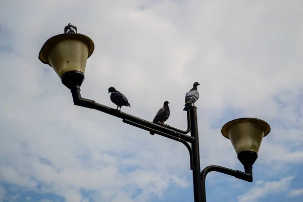 Pigeons sitting on a street lamp post againt the blue sky