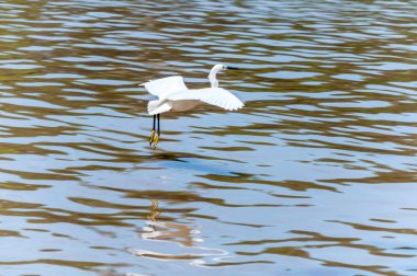 Kentin su üstünde uçan ak balıkçıl