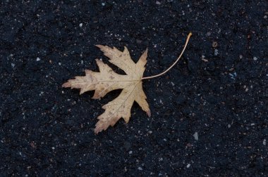 Yere yağmur sonra yaprak. Bahar sahne.