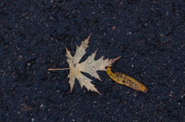 Yere yağmur sonra yaprak. Bahar sahne.