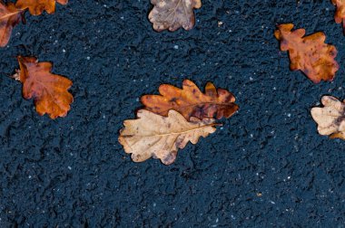 Yere yağmur sonra yaprak. Bahar sahne.