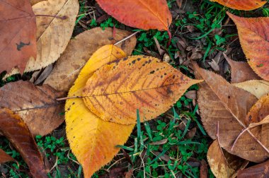 Yere yağmur sonra yaprak. Bahar sahne.