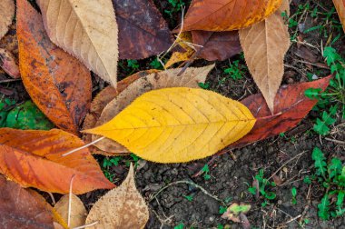 Yere yağmur sonra yaprak. Bahar sahne.