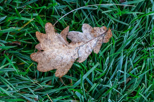 Лист Траве Покрыт Морозом Весенние Сцены — стоковое фото