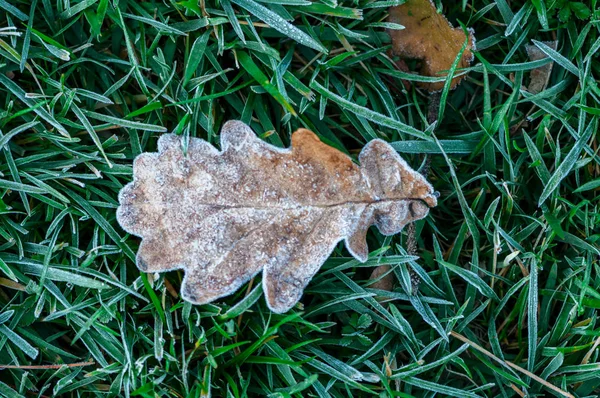 Лист Траве Покрыт Морозом Весенние Сцены — стоковое фото