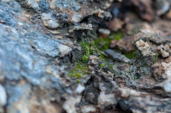 Primer Plano Rocas Sal Minerales Profundidad Superficial Del Campo — Foto de Stock