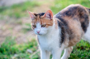Close-up bahçede yürüyüş a yolunu yitirmek kedi
