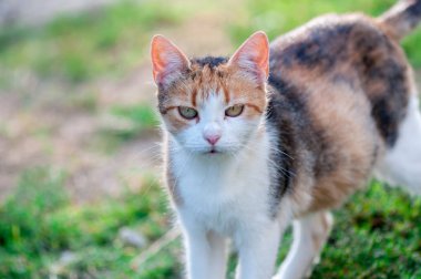 Close-up bahçede yürüyüş a yolunu yitirmek kedi