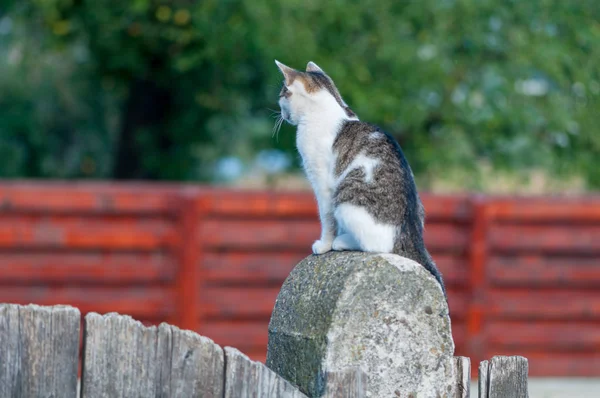 Junge Katze Auf Einer Holztür Sitzend Von Hinten — Stockfoto