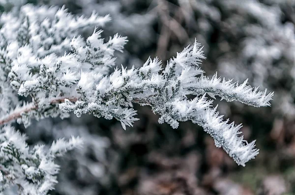 Frost Fir Tree Branches Winter Scene — Stock Photo, Image