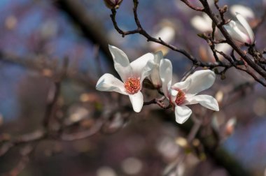 Manolya ağacı çiçek bir parkta Close-up