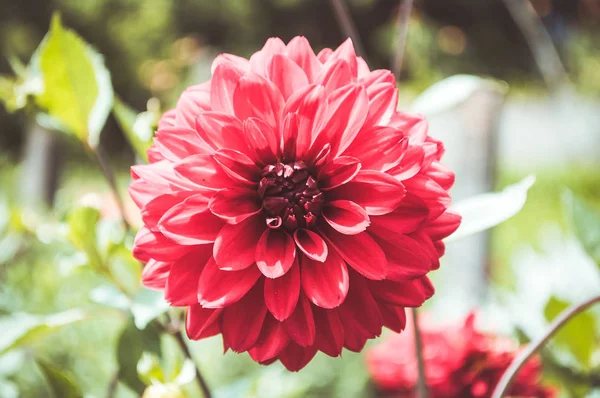 Close Red Peony Flower — Stock Photo, Image