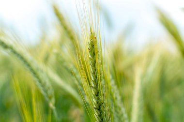 Yeşil buğday kulağının yakın çekim. Genç buğday tarlası