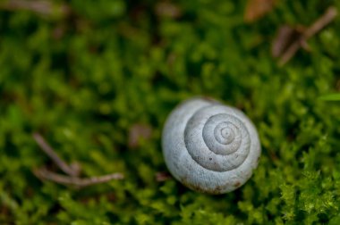 Bir salyangoz beyaz kabuk çim üzerinde oturan yakın çekim
