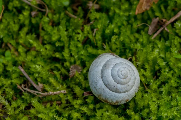Close Snail White Shell Sitting Grass — Stock Photo, Image