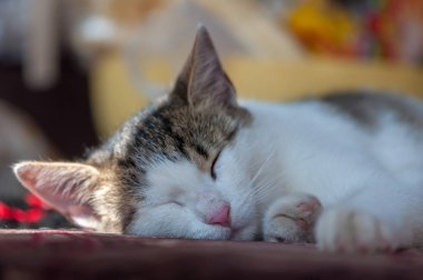 Gölgeli bir alanda, bankta uyuyan bir kedinin yakın çekim