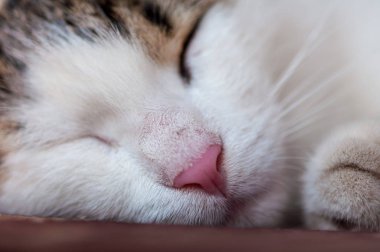 Gölgeli bir alanda, bankta uyuyan bir kedinin yakın çekim