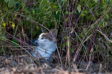 Çimenlerde saklanan bir kedinin yakın çekim