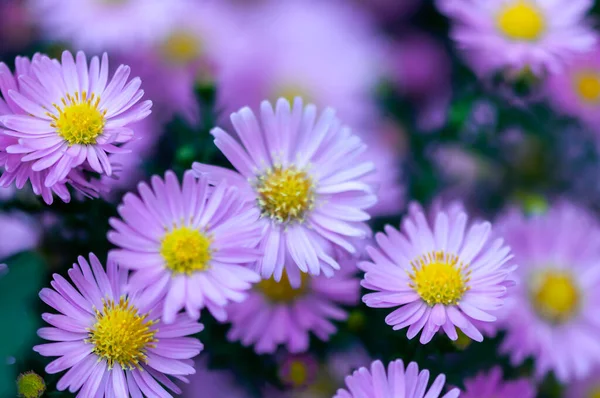 Close Pink Common Daisy Garden Bellis Perennis — Stock Photo, Image