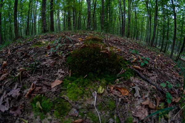 Vista Chão Uma Floresta Folhas Relva Musgo Chão Vista Fisheye — Fotografia de Stock