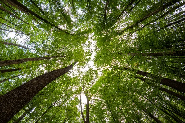 A view from the ground up of tall trees in a forest. Fisheye view.