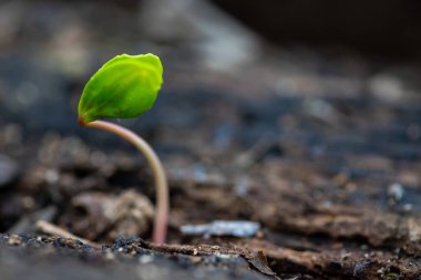 Tohum ekmek, yeni hayat kavramı. Topraktan filizlenen tohumlar.