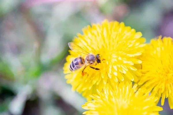 Close Bee Dandelion Bee Collecting Pollen Flower Selective Focus — Stock Photo, Image