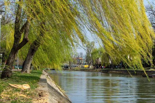 Bega nehrinin yakınındaki söğüt ağaçları sarı ve yeşil yapraklı. Bahar sahnesi.