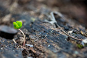 Картина, постер, плакат, фотообои "sprouting seeds, new life concept. sprouted seeds growing from the ground", артикул 402454078