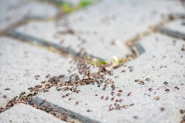 Close-up of a group of ants on the pavement. Shallow depth of field. clipart