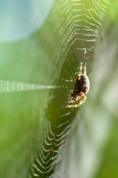 Close-up of a spider web. Spider in background. Shallow depth of field