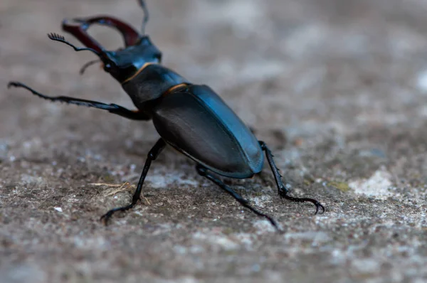 Close Stag Beetle Walking Ground — Stock Photo, Image