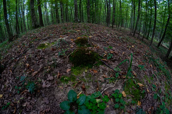 Vue Sur Sol Une Forêt Feuilles Herbe Mousse Sur Sol — Photo