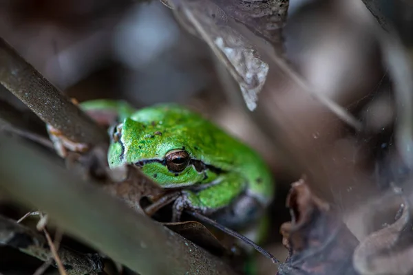 Close Little Green Frog Hiding Leaves Branches — Stock Photo, Image