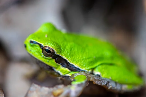 Close Sapo Verde Foco Seletivo — Fotografia de Stock