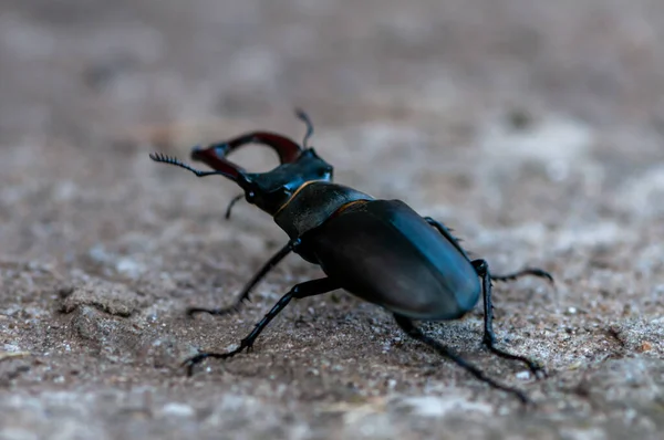 Close Stag Beetle Walking Ground — Stock Photo, Image