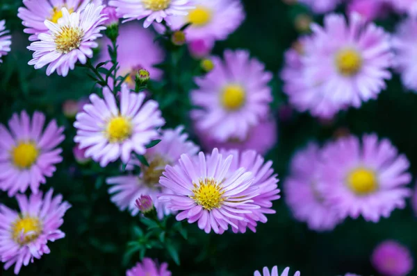 花园中粉色菊花的特写 Bellis Perennis — 图库照片