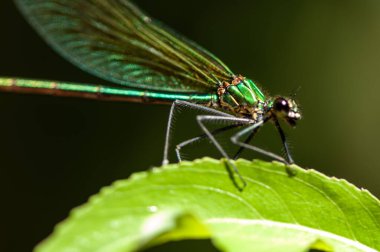 Yaprağın üzerinde oturan bir yusufçuğun yakın çekimi. Seçici odak.