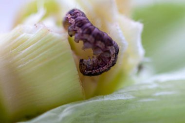 Taze çiğ mısır yiyen bir tırtılın yakın çekimi.