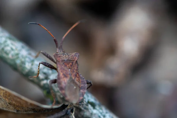 Close Brown Marmorated Stink Bug Shallow Depth Field Halyomorpha Halys — Stock Photo, Image